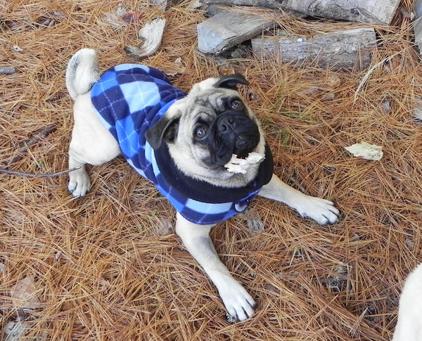 Fleece Jackets: Preppy Blue Argyle