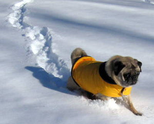 Insulated Winter Coat for Pugs: Snow Patrol