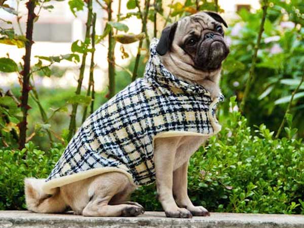 Wool Clothes for Pugs: Jackie 'O Boulce Plaid