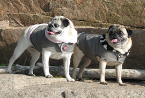 Rain Gear for Pugs: Seattle Gray Day Buster