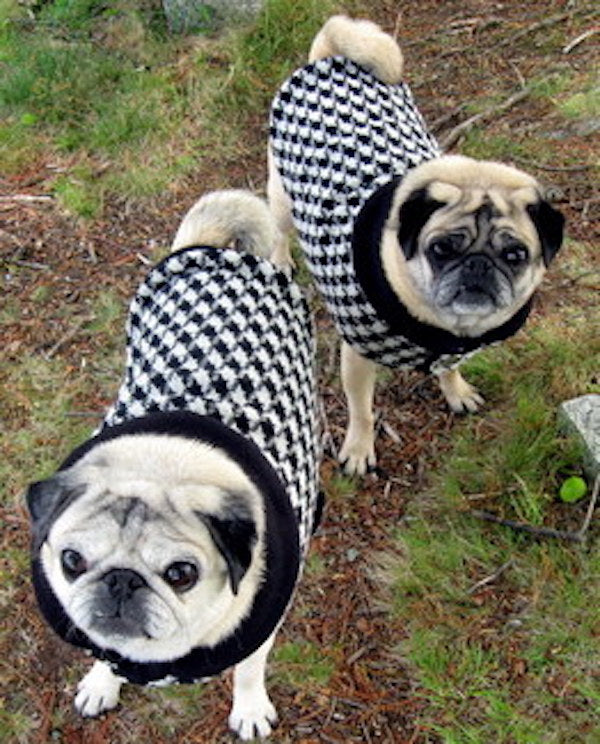 Wool Clothes for Pugs: Timeless Houndstooth