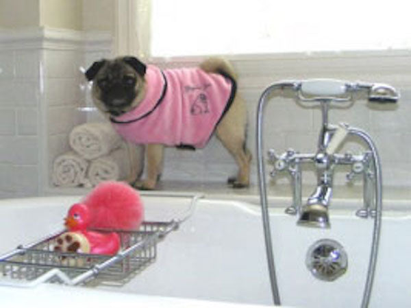 Pug Snuggly's Spa Collection